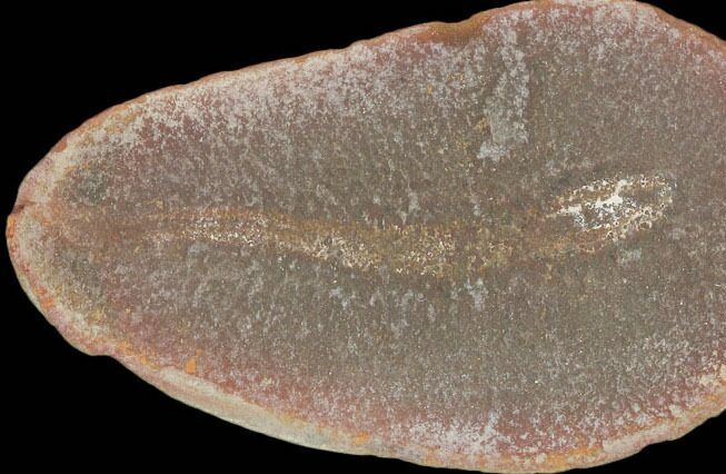 Didontogaster Fossil Worm (Pos/Neg) - Mazon Creek #101533
